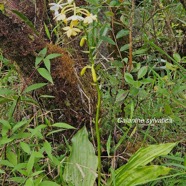 Calanthe sylvatica Orchidaceae  Indigène La Réunion 310.jpeg